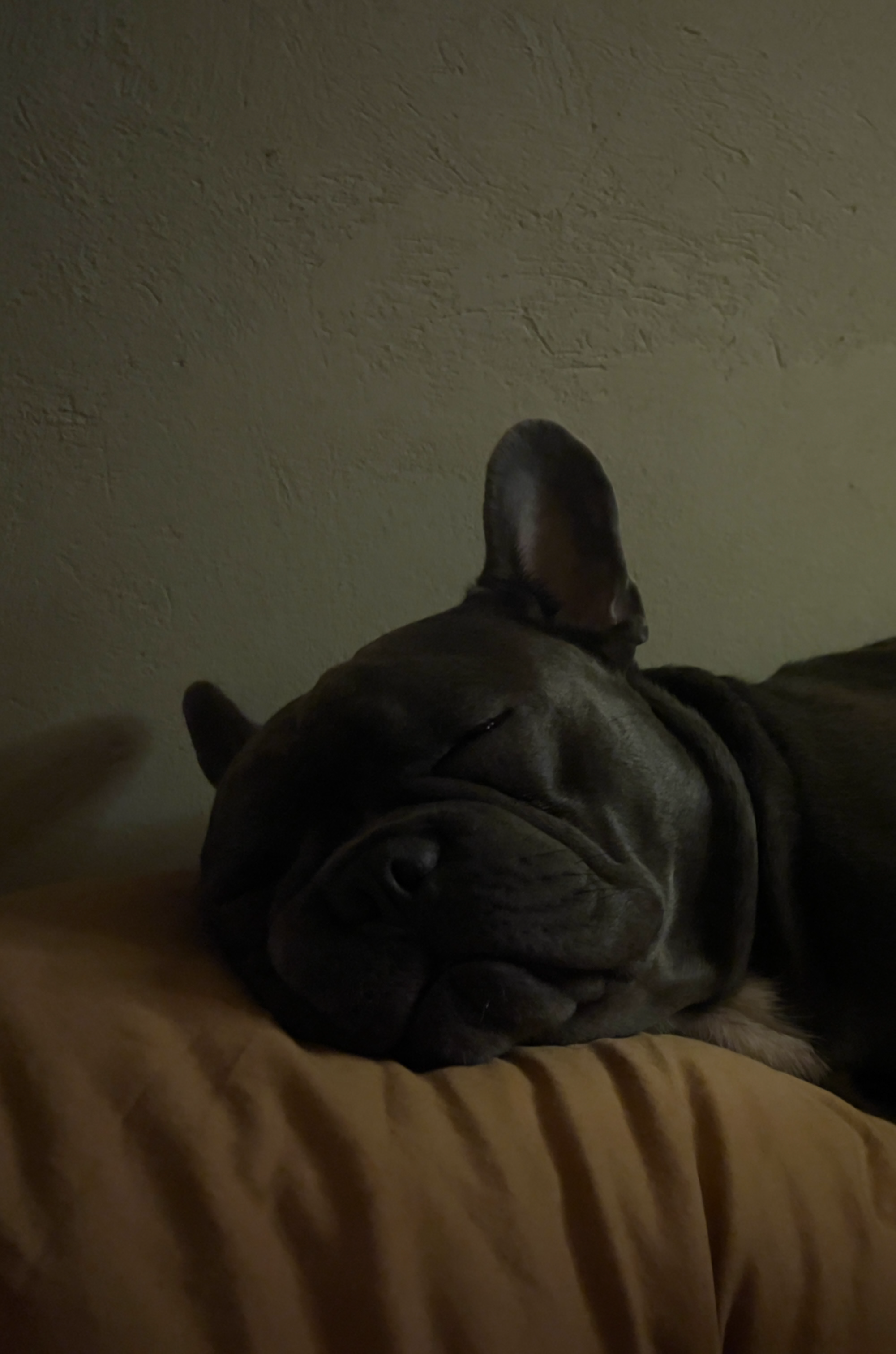 Dog resting on a bed