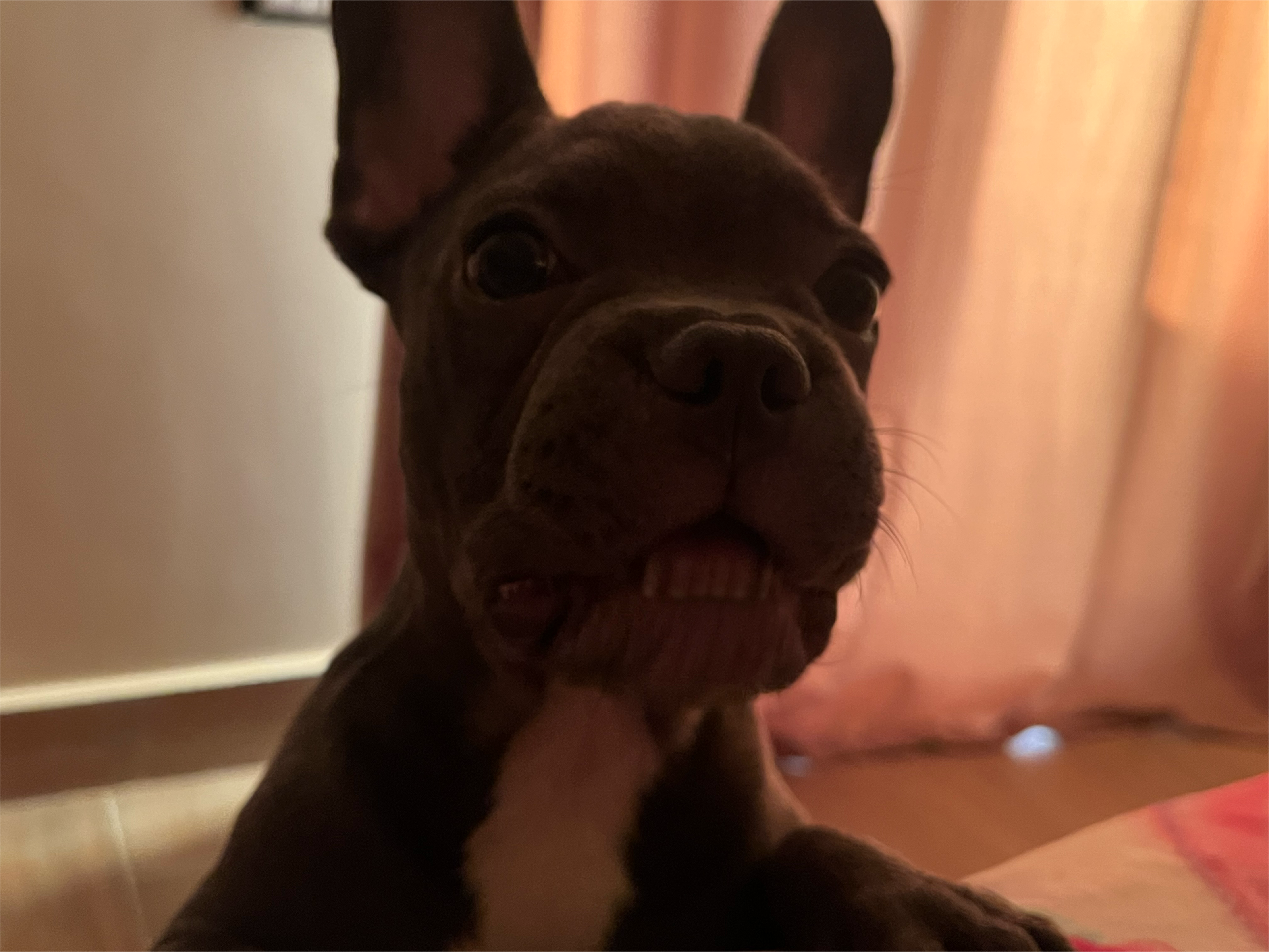 Dog close-up